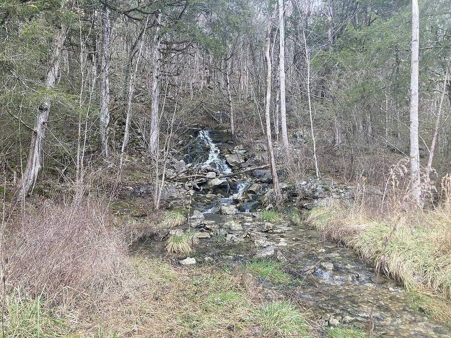 A spring: the water table meeting the slope.