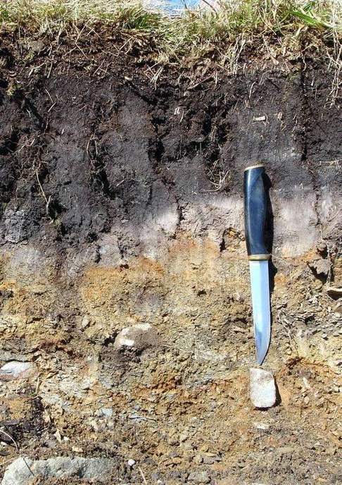 A soil pit with readable horizons.