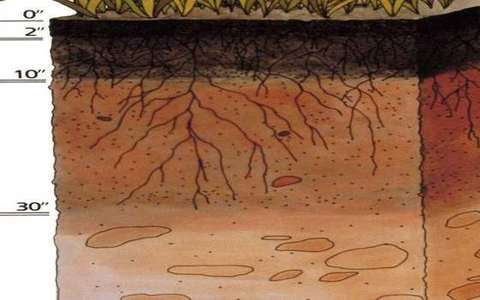 gley in the soil-catena lab — a TERMS crop, not the glossary plate and not the lab cover.