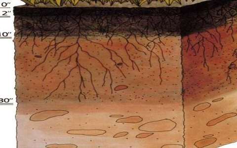 ranker in the soil-catena lab — a TERMS crop, not the glossary plate and not the lab cover.