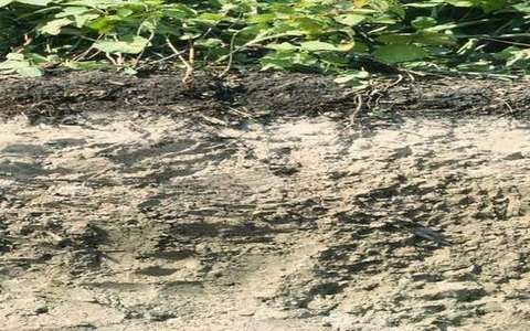 B horizon in the soil-profile lab — a TERMS crop, not the glossary plate and not the lab cover.