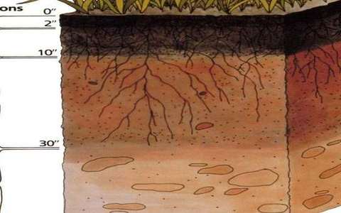 mollisol in the soil-profile lab — a TERMS crop, not the glossary plate and not the lab cover.